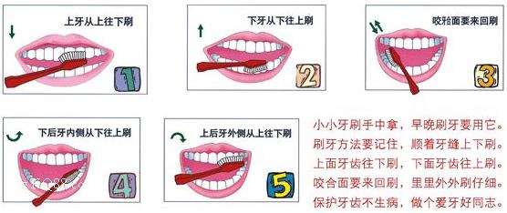 刷牙前用牙刷沾水？教你正确刷牙方法(图3)