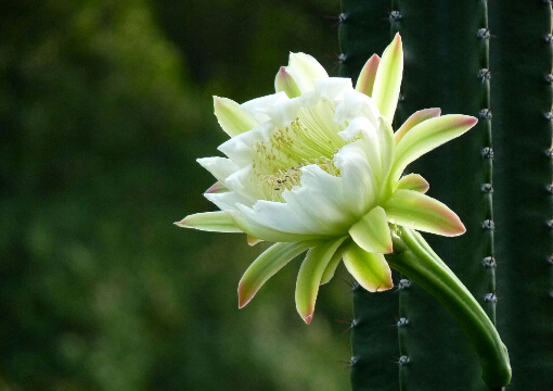 龙骨花的养殖方法-龙骨花在家居中的作用(图1)