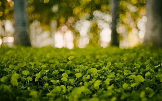 小心植物“报复” 植物也会吃醋(图1)