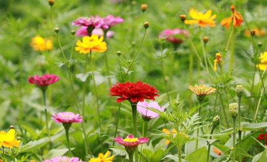 室内适合养什么花草？这些花草不要养在室内(图1)