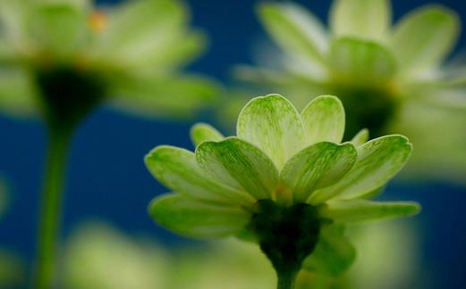 植物会有七情六欲吗？(图1)