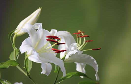 百合花的象征意义-百合花的养殖技巧(图1)