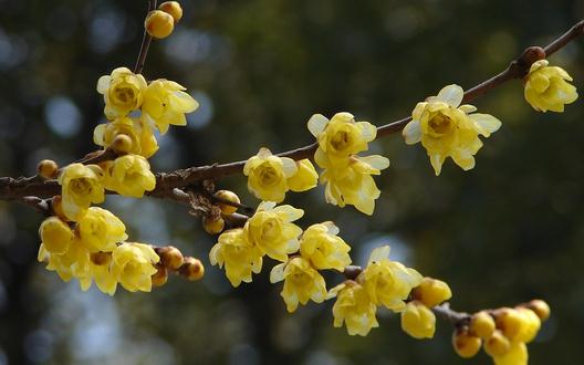 腊梅的介绍-腊梅对家居环境的影响(图1)