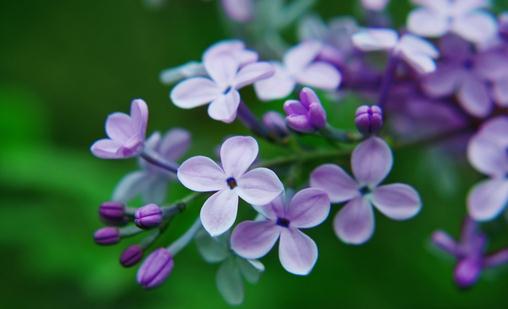 丁香花的介绍-丁香花对家居环境的影响(图1)