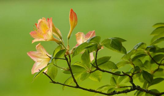 杜鹃花怎么种植？科学养殖杜鹃花的方法(图1)