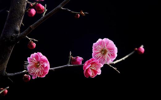 梅花有什么种类？梅花的生长习性(图1)