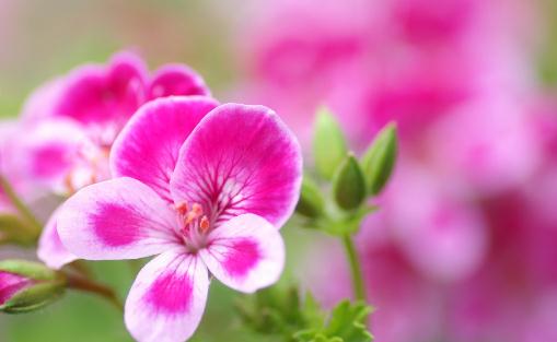 居家室内植物的功效