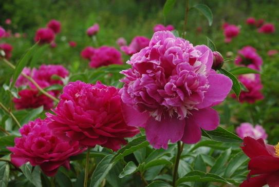 芍药花一年四季的养护方法 芍药花养护好花朵才能大 (图3)