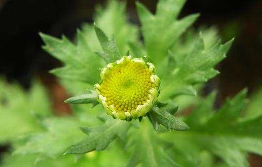 用植物驱赶蚊虫 有驱蚊虫效果的植物(图4)