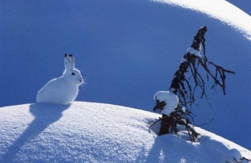 雪兔的形态特征和生活习性(图1)