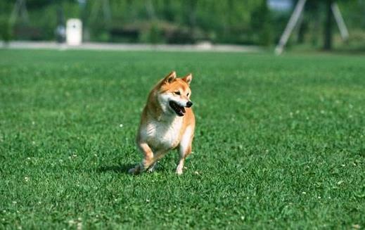 与狗狗互动交流感情的技巧 互动训练因犬制宜(图5)