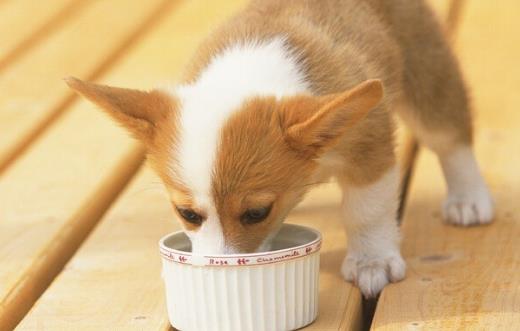 狗狗们挑食厌食的原因 避免狗挑食的解决方