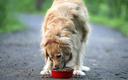 狗狗们挑食厌食的原因 避免狗挑食的解决方法 (图4)