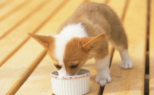 有关幼犬的饮食法则 狗狗用餐顺序的训练方法(图1)