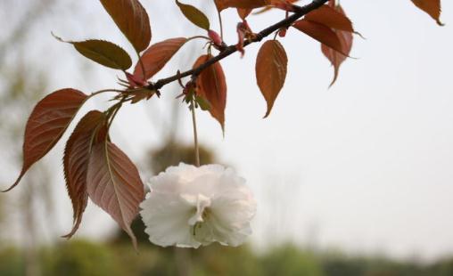 杭州西溪 赏芦获飞雪(图1)