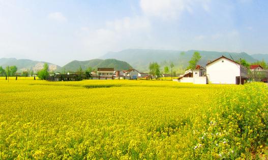 三月去赏漫天金黄油菜花(图1)