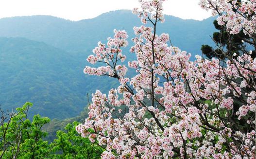 三月去台湾旅游最好的地方(图1)